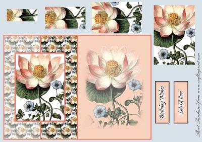 Pink Poppy