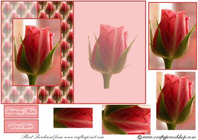 Pink Rose Fold Back