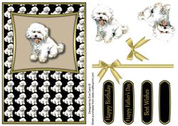 Bichon Frise