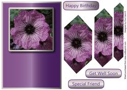 White and Purple Petunia