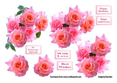 Pink Roses