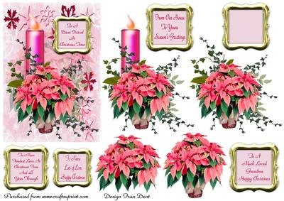 Pink Poinsettia