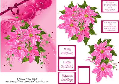 Pink Poinsettias on Pink