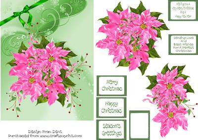 Pink Poinsettia