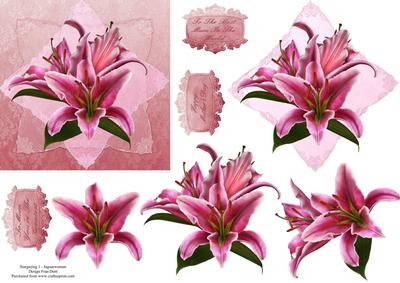 Stargazer Lilies Step by Step