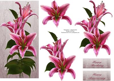 Stargazer Lilies Dl