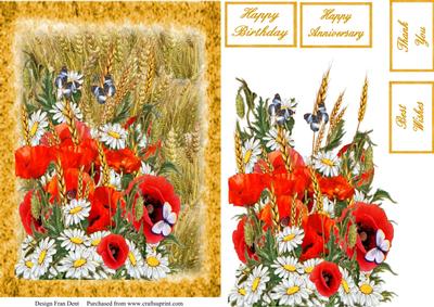 Colour in the Cornfield