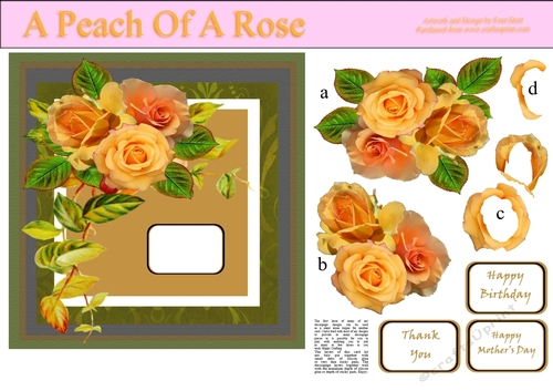 A Peach Of A Rose