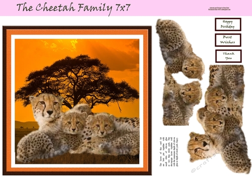 The Cheetah Family