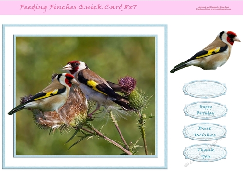Feeding Finches Quick Card 8x7