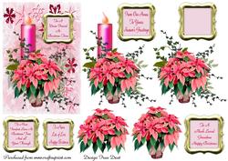 Pink Poinsettia