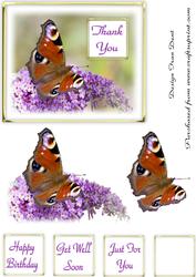 Peacock Butterfly and Buddlia