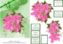 Pink Poinsettia