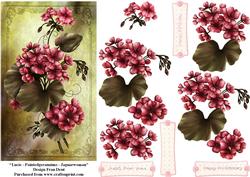 Painted Geraniums Dl