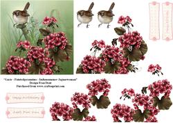 Wren with Geraniums