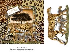 The Cheetahs 7x7