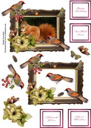 Red Squirrel