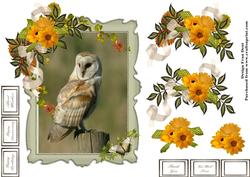 Barn Owl