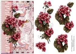 Mother's Day Geraniums