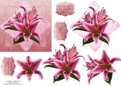 Stargazer Lilies Step by Step