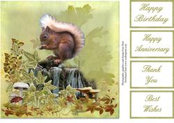 Red Squirrel 8x8 Topper