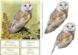 Barnowl Step by Step