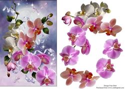 Orchids