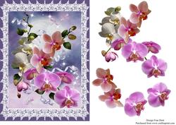Orchids and Lace