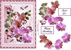 Birthday Orchids in the Pink