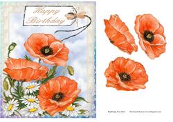 Poppies and Daisies