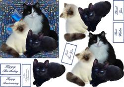Fluffy's Family Step by Step