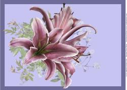 Pink Lily Backing Sheet