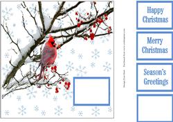 The Red Cardinal Bird in Winter