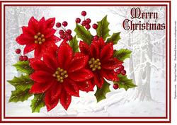 Red Poinsettias and Holly
