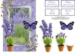 Lavenders