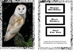 The Barn Owl