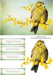 Little Bird