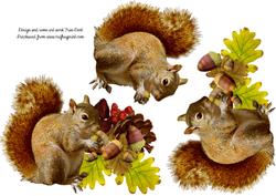 Grey Squirrel