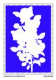 White Rose Silhouette on Blue