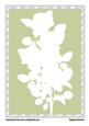 White Rose Silhouette on Green