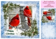 Red Cardinals Happy Christmas