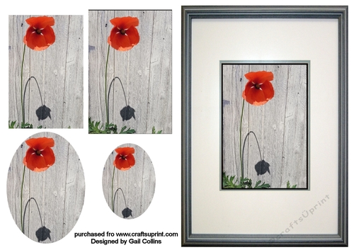 The lonely poppy 