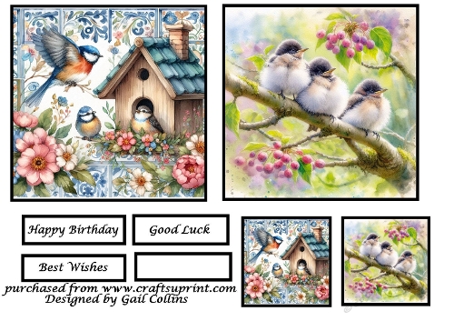 birds birds birds