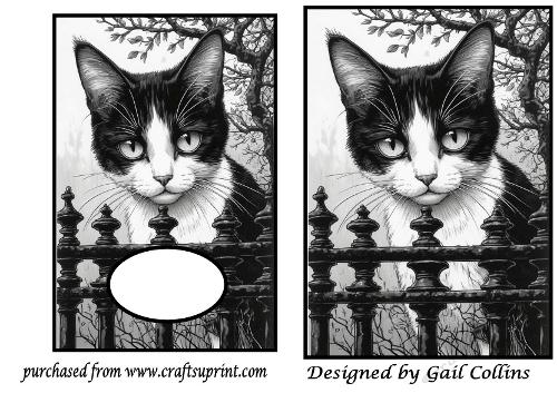 Black and white cat