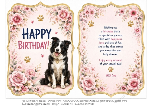 border collie 2