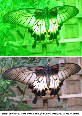 Lovely Butterfly Photo