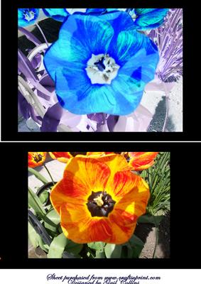 Tulips