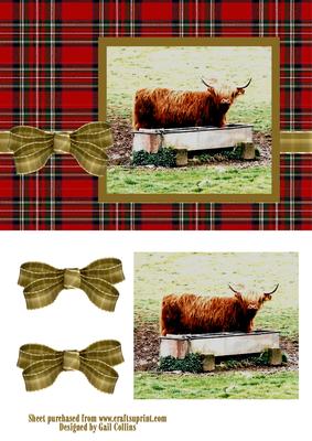 Highland Cow