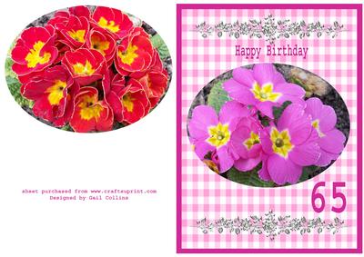 Primrose Birthday 65 No 1