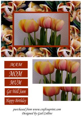 Tulips for Mum